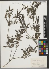 Foto von Salix purpurea L.